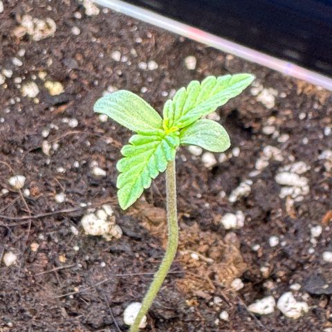 Mercedes growlog timeline photo