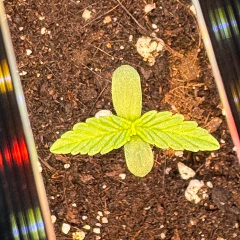 Mercedes growlog photo