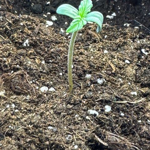 Mercedes growlog timeline photo