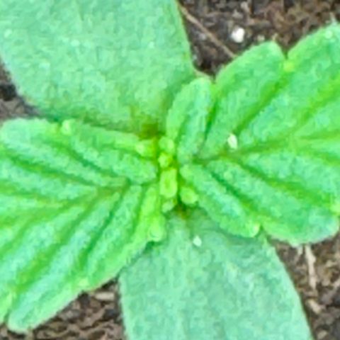 Mercedes growlog timeline photo