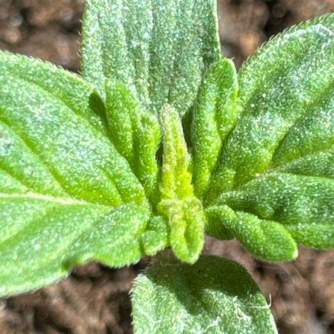 Mercedes growlog timeline photo