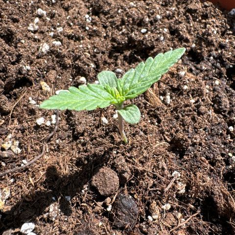 Mercedes growlog timeline photo