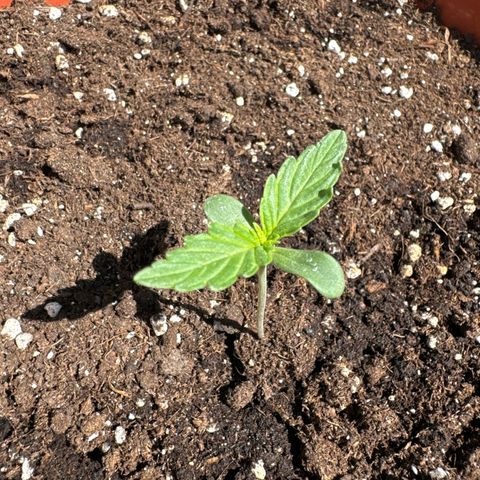 Anna growlog timeline photo