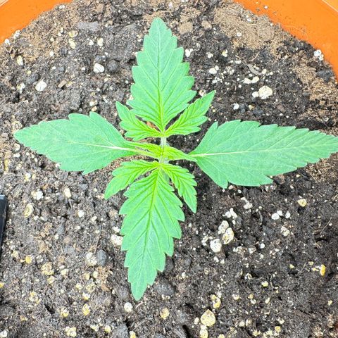 Mercedes growlog timeline photo