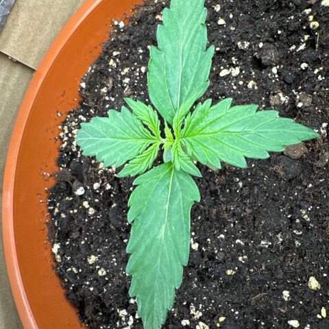 Anna growlog timeline photo