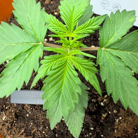 Mercedes growlog timeline photo