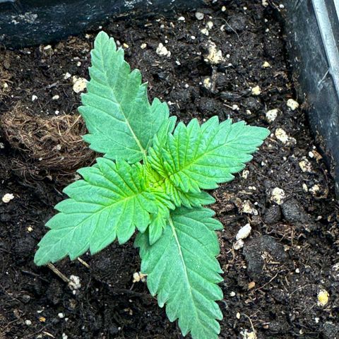 Chrissy growlog timeline photo