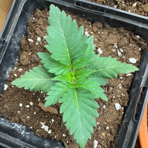 Chrissy growlog timeline photo