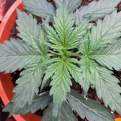 Anna growlog timeline photo