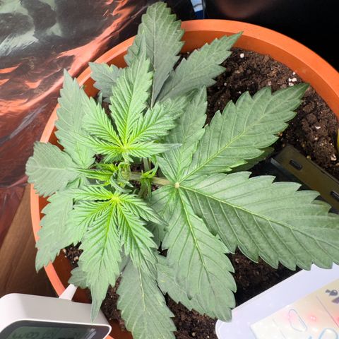 Mercedes growlog timeline photo