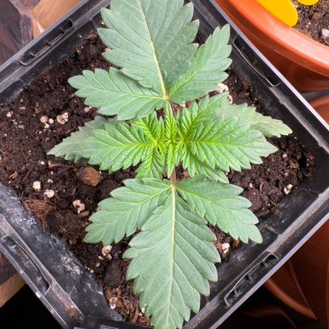 Chrissy growlog timeline photo