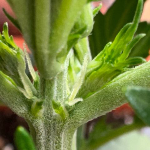 Mercedes growlog timeline photo