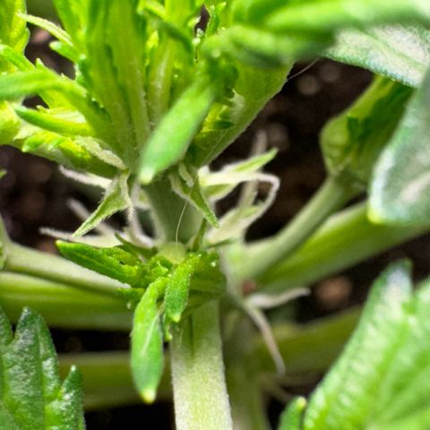 Anna growlog timeline photo