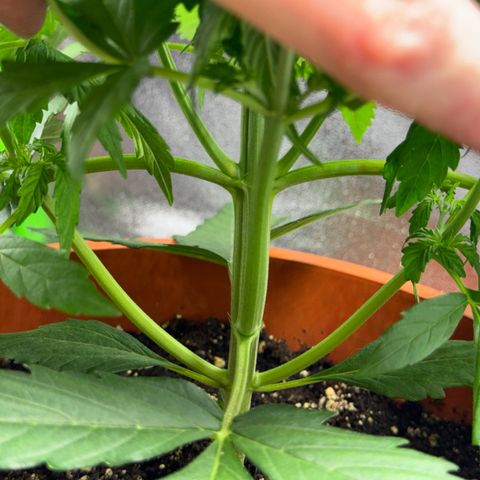 Elsa growlog timeline photo