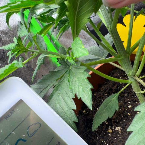 Mercedes growlog timeline photo