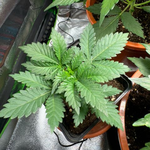Chrissy growlog timeline photo