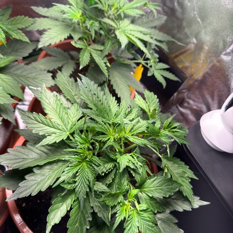 Anna growlog timeline photo