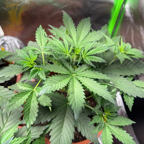 Mercedes growlog timeline photo