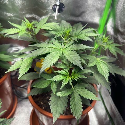 Mercedes growlog timeline photo