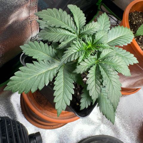 Chrissy growlog timeline photo