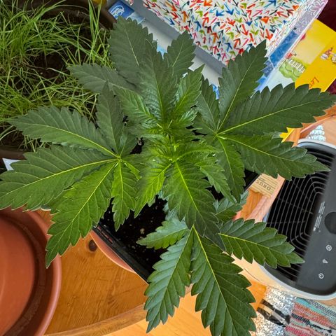 Chrissy growlog timeline photo