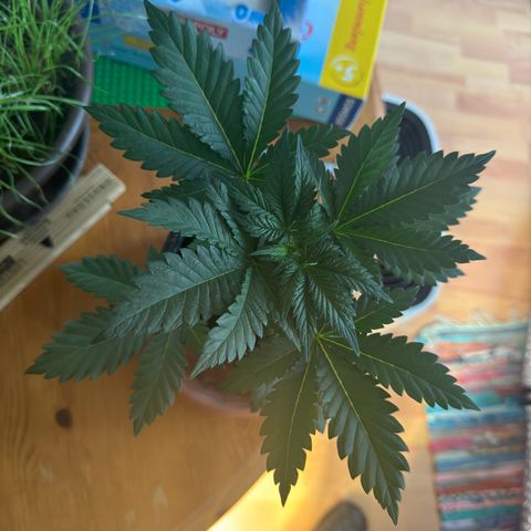 Chrissy growlog timeline photo