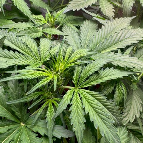 Mercedes growlog timeline photo