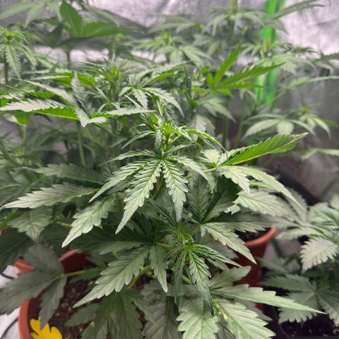 Anna growlog timeline photo