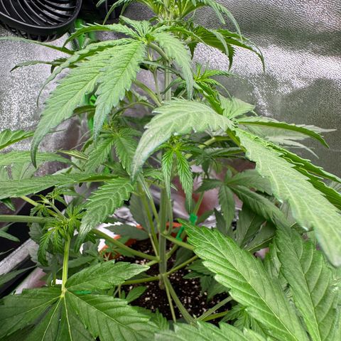 Elsa growlog timeline photo