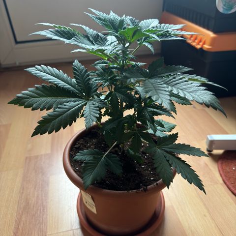 Chrissy growlog timeline photo