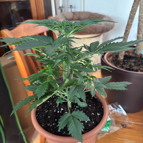 Chrissy growlog timeline photo