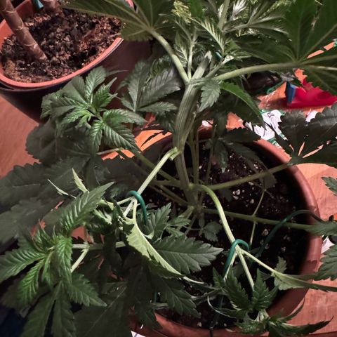 Chrissy growlog timeline photo