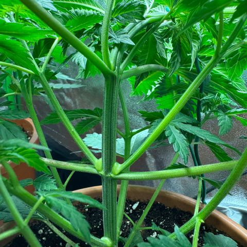 Chrissy growlog timeline photo