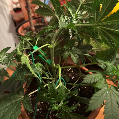 Chrissy growlog timeline photo