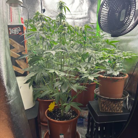 Mercedes growlog timeline photo