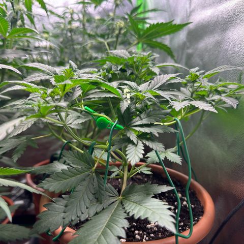 Chrissy growlog timeline photo