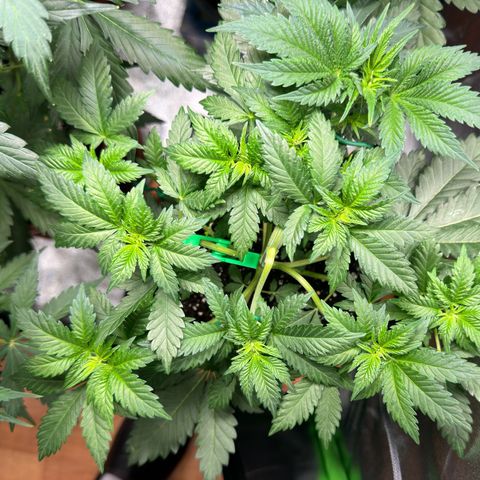 Chrissy growlog timeline photo