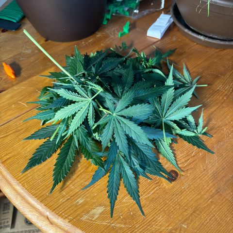 Mercedes growlog timeline photo