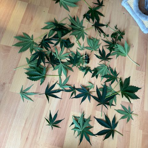 Mercedes growlog timeline photo