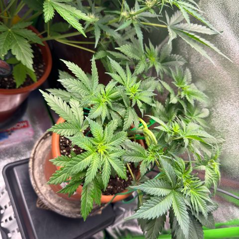 Chrissy growlog timeline photo
