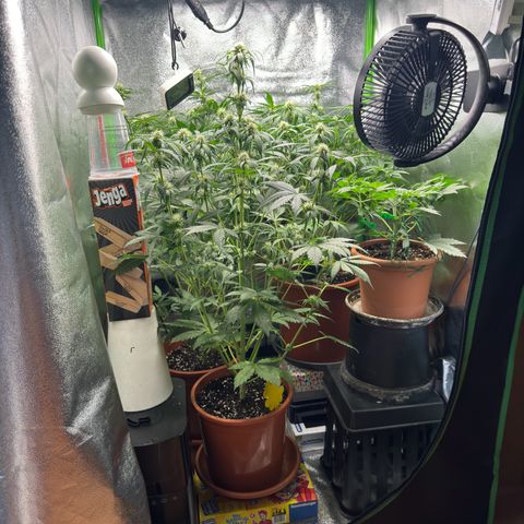 Mercedes growlog timeline photo