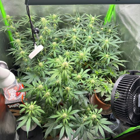 Mercedes growlog timeline photo