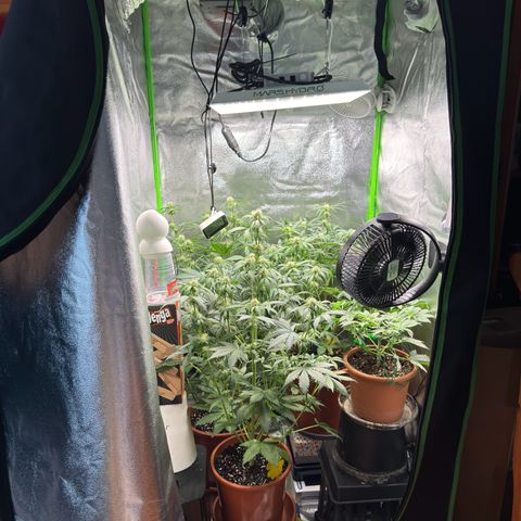 Mercedes growlog timeline photo