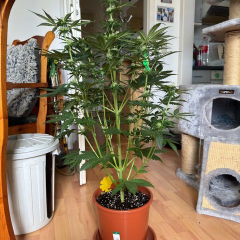 Mercedes growlog timeline photo