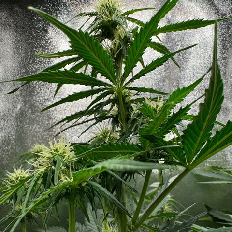 Elsa growlog timeline photo