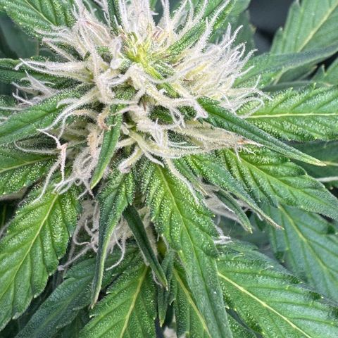 Mercedes growlog timeline photo