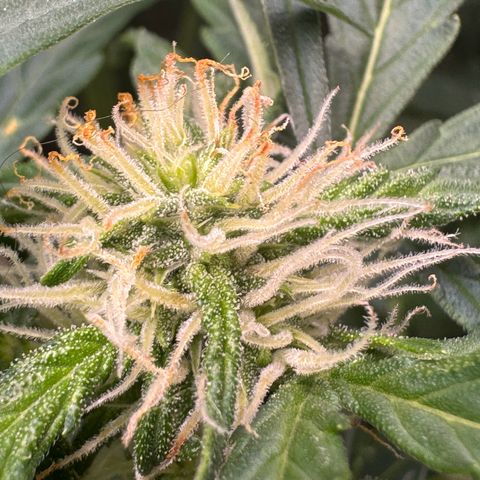 Anna growlog timeline photo