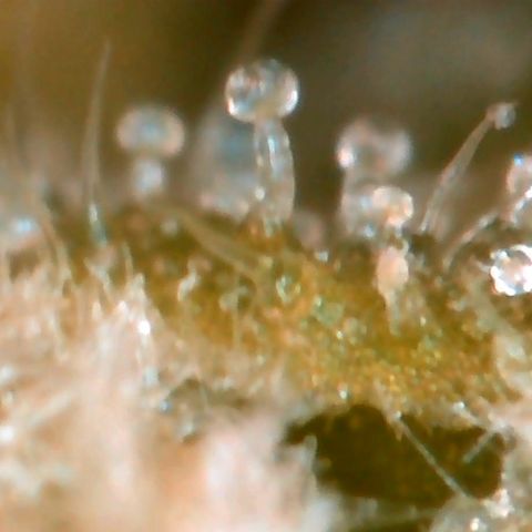 Mercedes growlog timeline photo