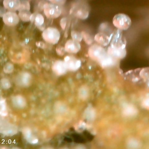 Mercedes growlog timeline photo