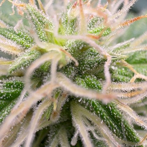 Anna growlog timeline photo